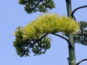 Agave americana flower2.jpeg